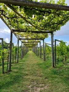 Weingut Flädie Mat & Vingård Lund, Weingut, Flädie Mat och Vingârd
