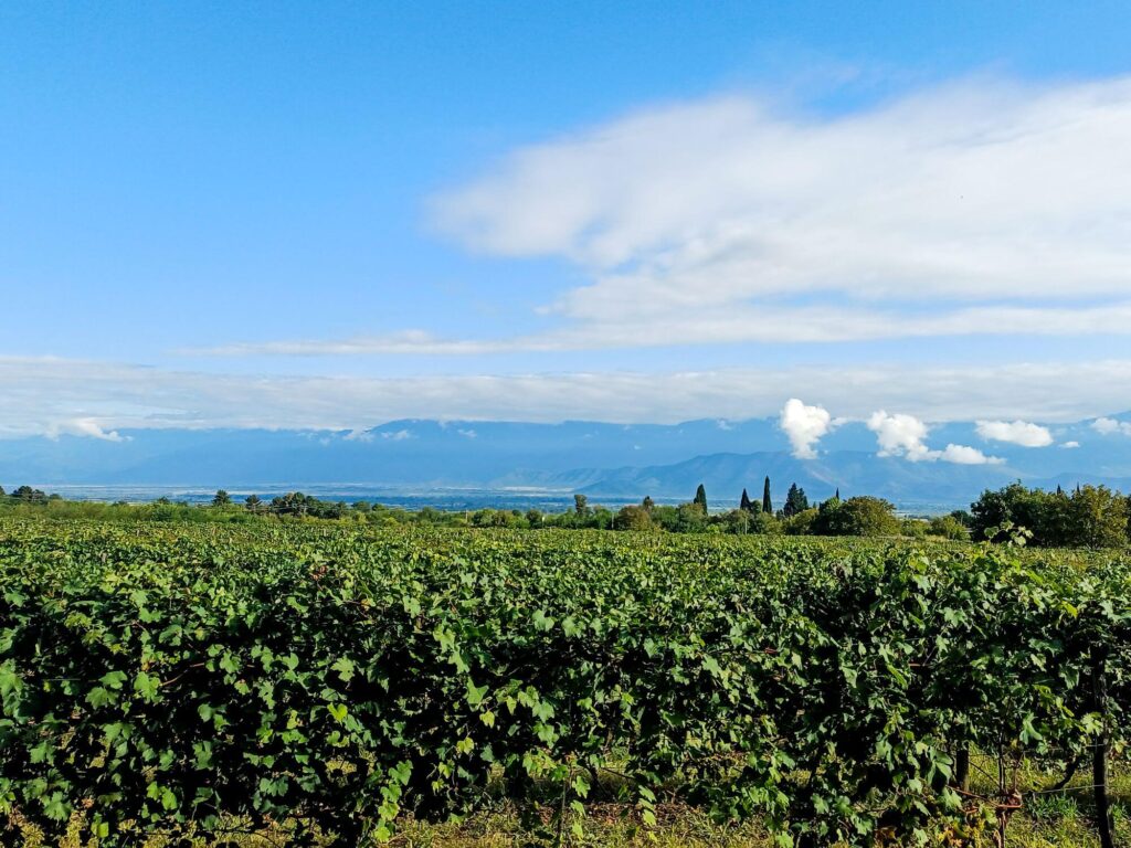 Georgien, Kachetien, Wein