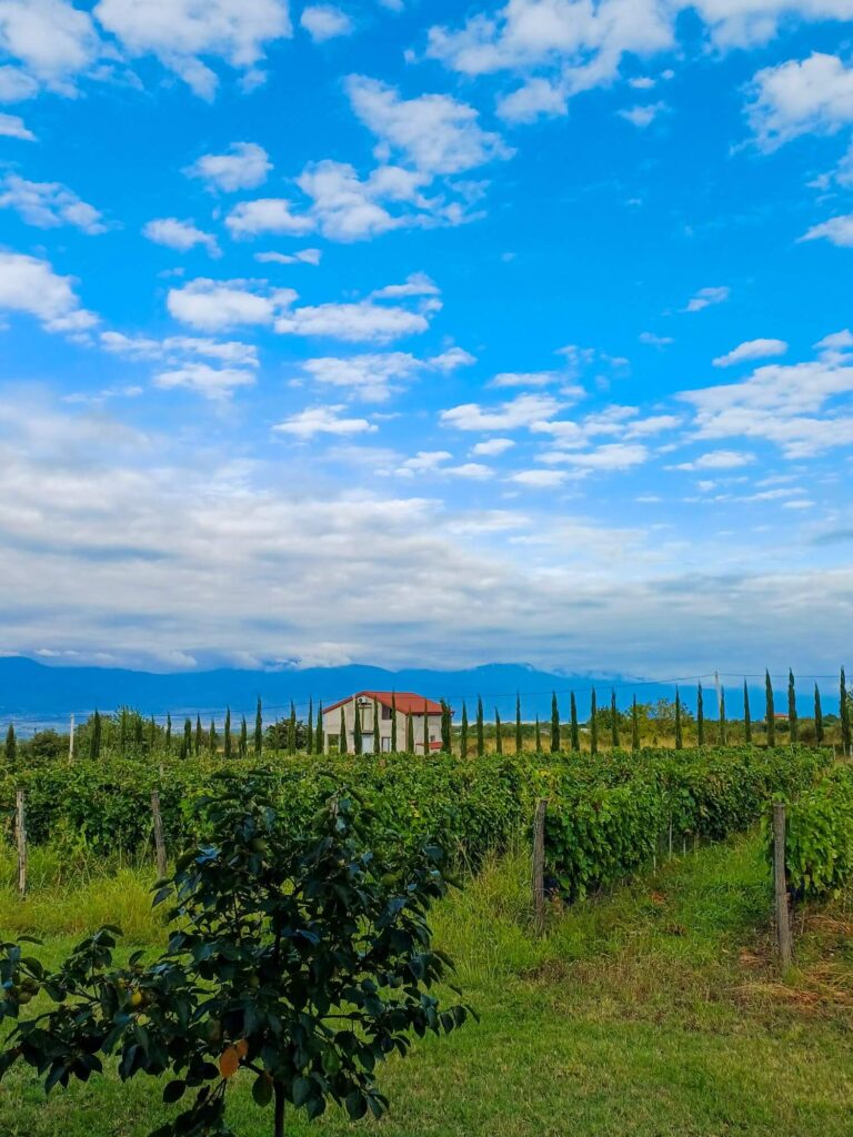 Georgien, Kachetien, Wein