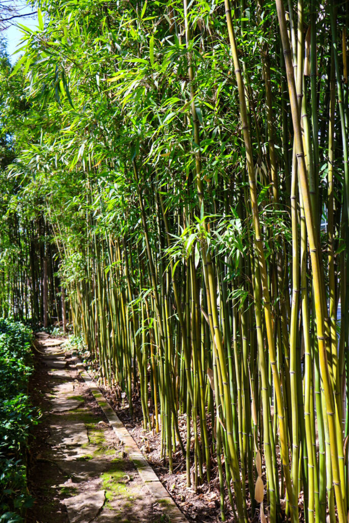 Heidelberg, Botanischer Garten, Bambus