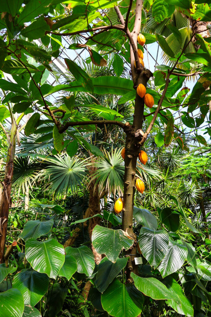Heidelberg, Botanischer Garten, Kakao