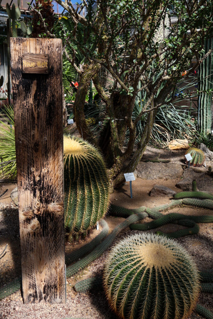 Heidelberg, Botanischer Garten, Kakteen