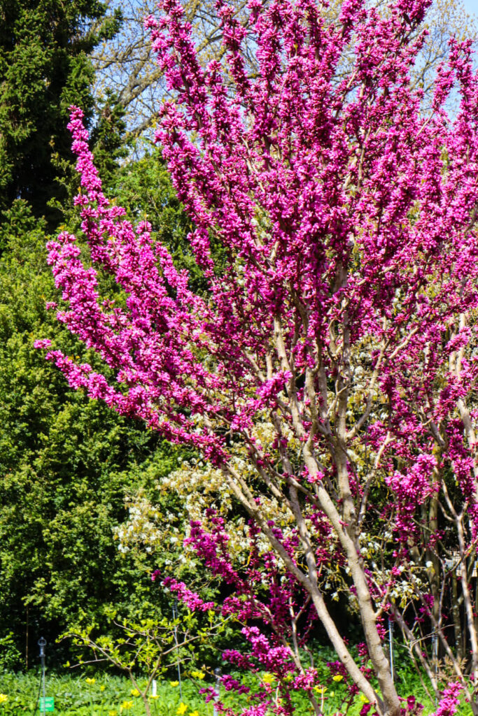 Weinheim, Hermannshof, Strauch