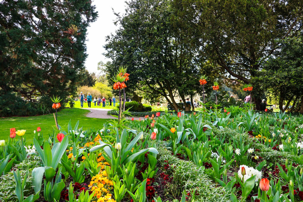 Weinheim, Hermannshof, Tulpen