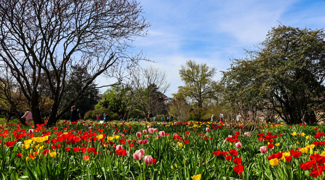 Weinheim, Hermannshof, Tulpen