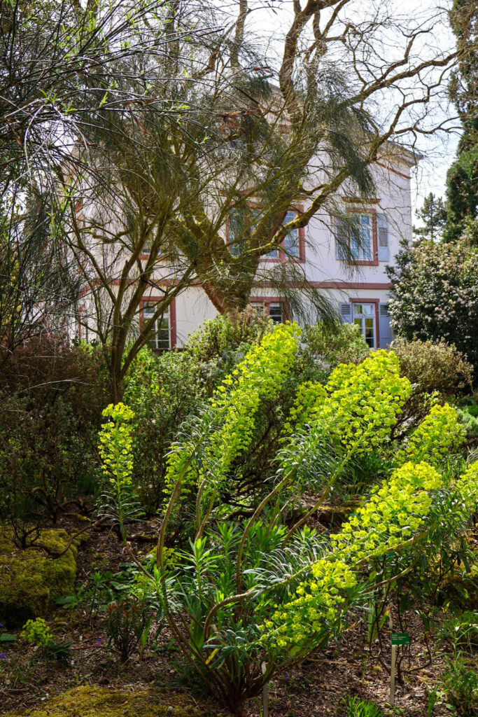 Weinheim, Hermannshof, Pflanzen