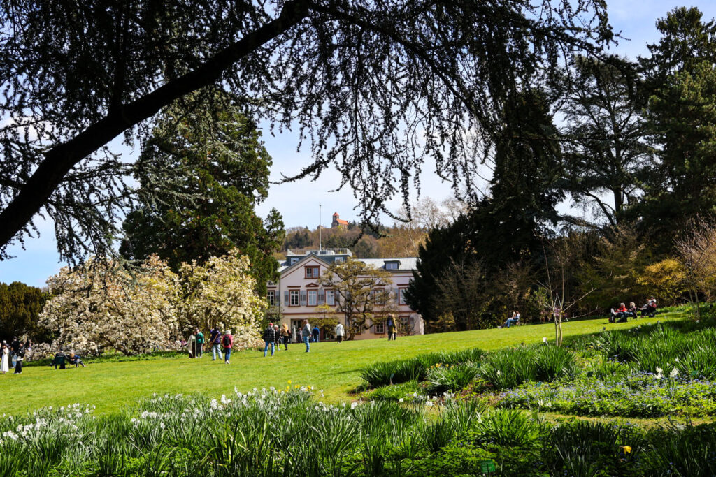 Weinheim, Hermannshof, Wiese