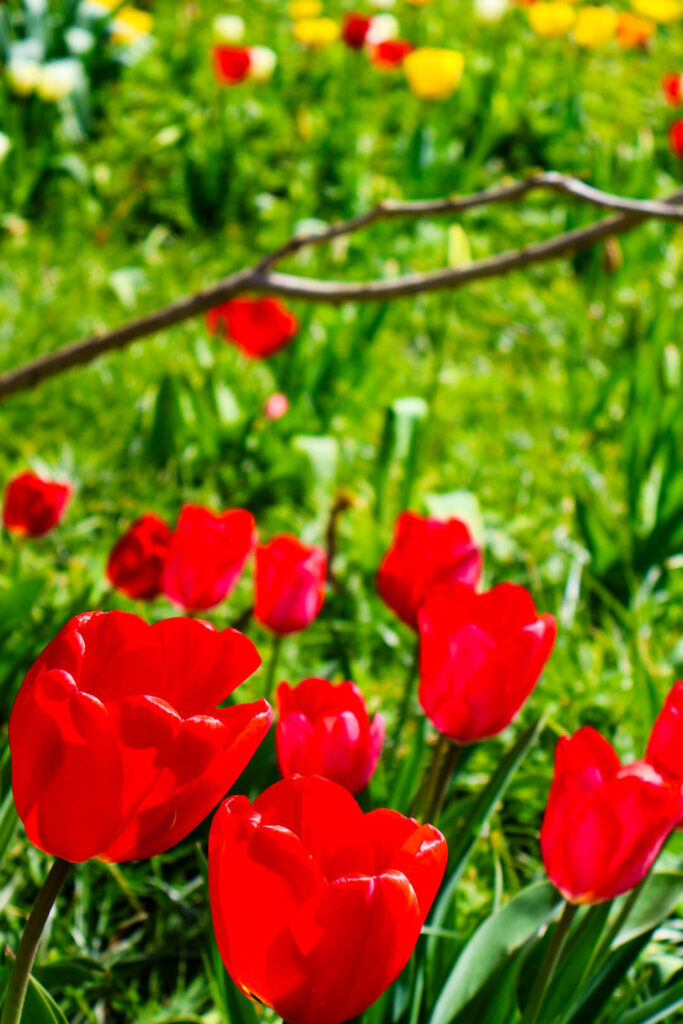 Weinheim, Hermannshof, Tulpen