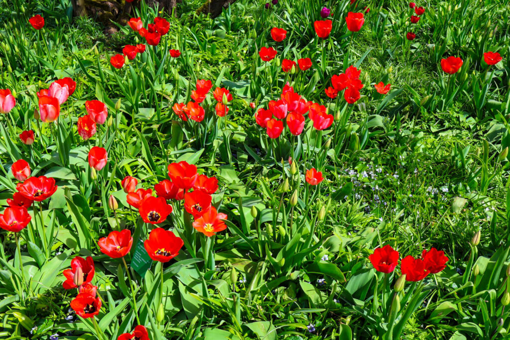 Weinheim, Hermannshof, Tulpen