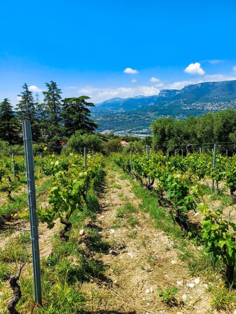 Nizza, Bellet, Weinbau