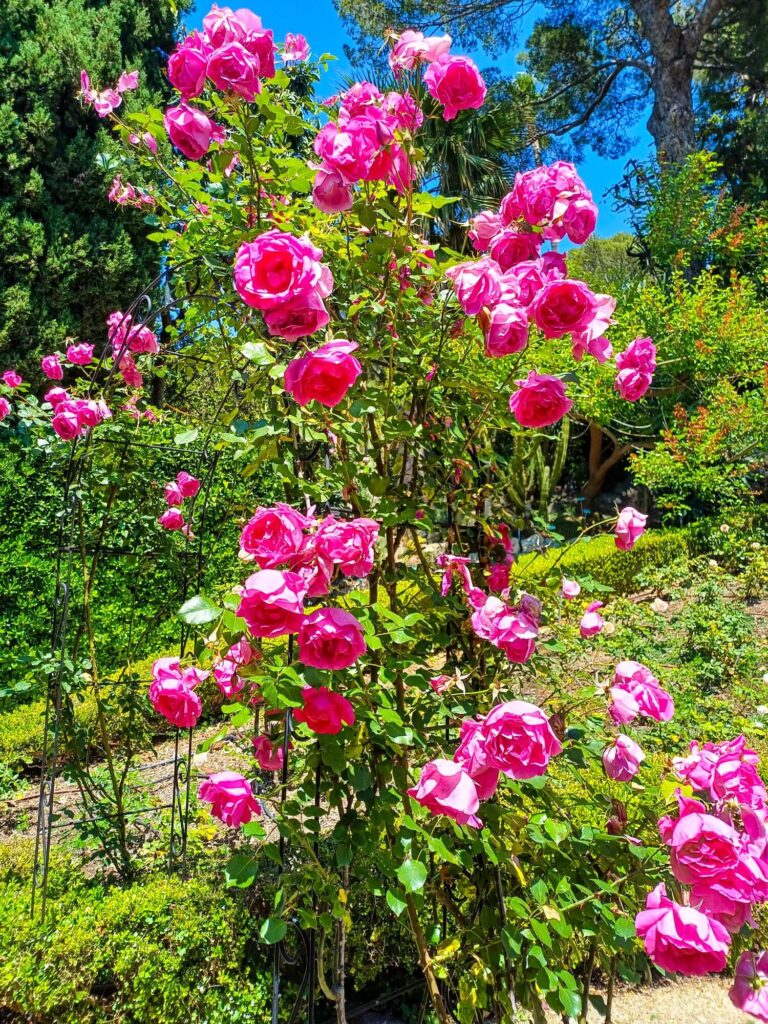 Villa Ephrussi de Rothschild, Rosengarten