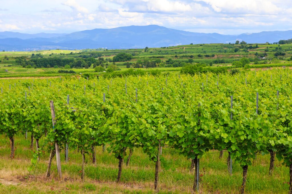 Freiburg, Endingen, Kaiserstuhl